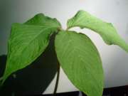 Arisaema speciosum foliage